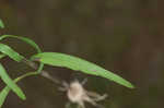 Appalachian blazing star